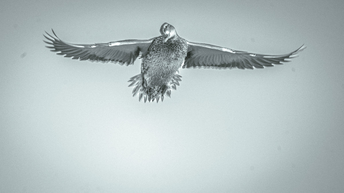 Outdoor and hunting photography by JB Media